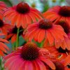 Cone Flower paint by numbers