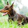 Doberman Dog paint by numbers