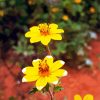 Ethiopian Flower Paint by numbers