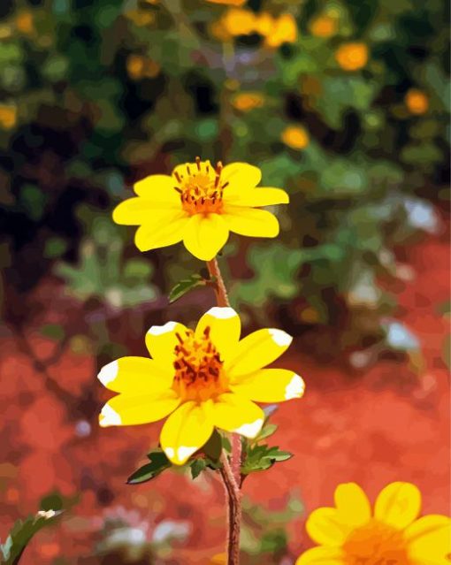 Ethiopian Flower Paint by numbers