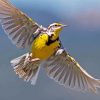 Flying Western Meadowlark paint by numbers