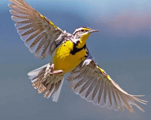 Flying Western Meadowlark paint by numbers