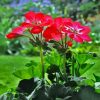 Geraniums Flowers paint by numbers