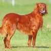 Irish Setter Dog paint by numbers