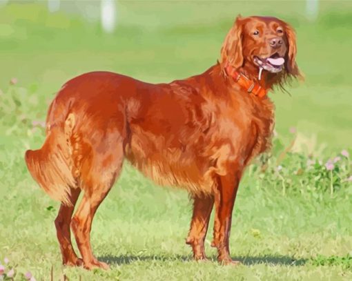 Irish Setter Dog paint by numbers