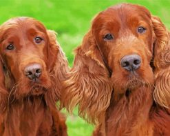 Irish Setter Dogs paint by numbers