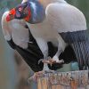 King Vulture Bird paint by numbers