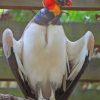 King Vulture Bird paint by numbers