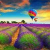 Lavender Field Hot Air Balloons paint by numbers