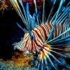 Aesthetic Lionfish paint by numbers