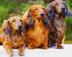 Long Haired Dachshund Dogs paint by numbers