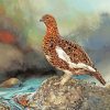 Ptarmigan Bird paint by numbers