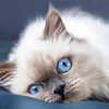 Ragdoll Cat Blue Eyes paint by numbers