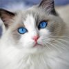 Ragdoll Cat paint by numbers