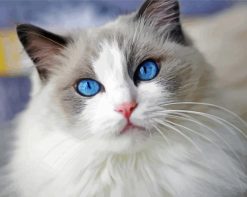 Ragdoll Cat paint by numbers