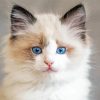 Ragdoll Kitten paint by numbers