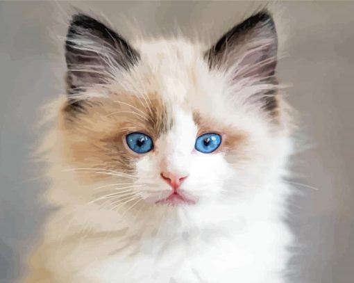 Ragdoll Kitten paint by numbers