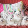 Ragdoll Kittens paint by numbers