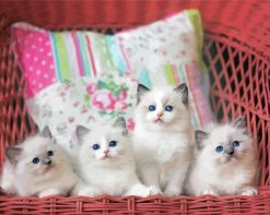 Ragdoll Kittens paint by numbers