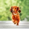 Running Long Haired Dachshund paint by numbers