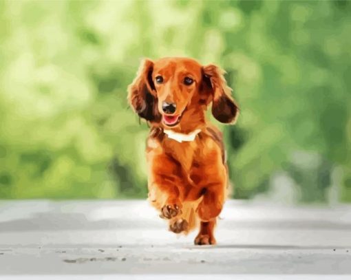 Running Long Haired Dachshund paint by numbers