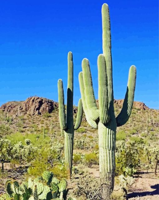 Saguaro Cactus paint by numbers