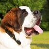 Saint Bernard Dog paint by numbers