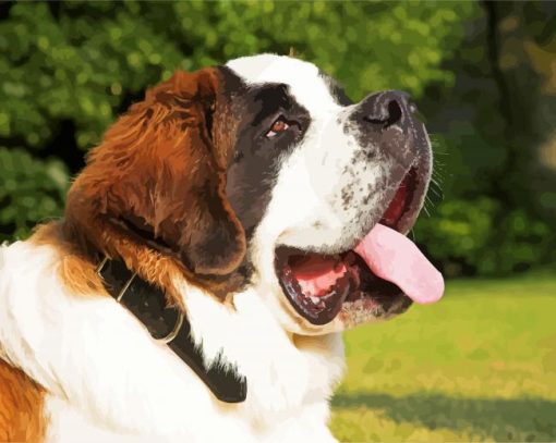 Saint Bernard Dog paint by numbers