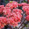 Sedum Pourpre paint by numbers