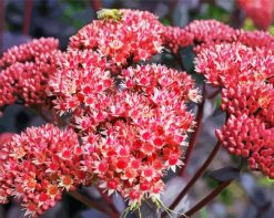 Sedum Pourpre paint by numbers