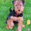 Welsh Terrier paint by numbers