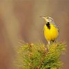 Western Meadowlark Bird paint by numbers