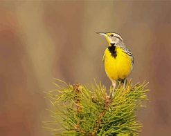 Western Meadowlark Bird paint by numbers