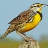 Western Meadowlark paint by numbers