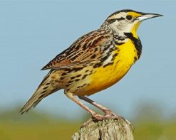 Western Meadowlark paint by numbers