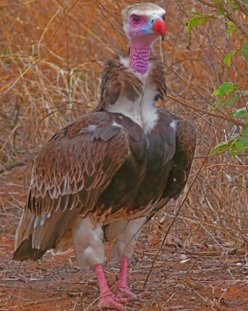 White Headed Vulture paint by numbers