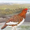 Willow Ptarmigan Bird Art Paint by numbers