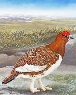 Willow Ptarmigan Bird Art Paint by numbers