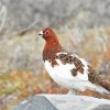 Willow Ptarmigan Bird paint by numbers