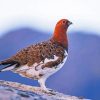 Willow Ptarmigan paint by numbers