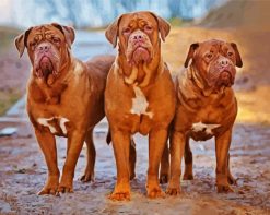 Aesthetic Bordeaux Dogs paint by numbers