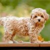 beige Maltipoo paint by numbers