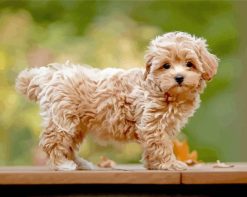 beige Maltipoo paint by numbers