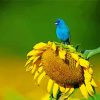 Blue Bird On Sunflower paint by numbers