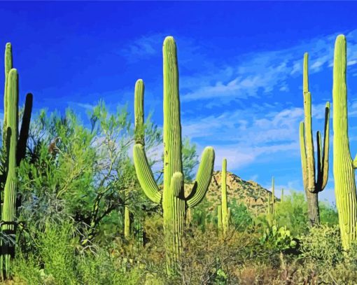 Cactus In Saguaro National Park