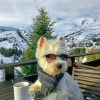 Cool Westie paint by numbers