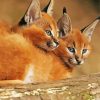 Cute Caracals paint By Numbers