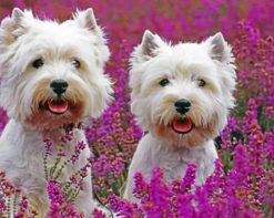 Cute West Highland Terriers paint by numbers