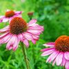 Echinacea Purple Coneflowers paint by numbers