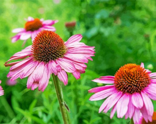 Echinacea Purple Coneflowers paint by numbers